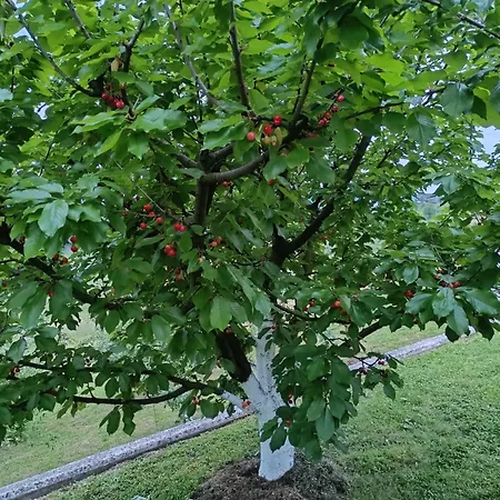 Hiska Na Gorci * Podčetrtek